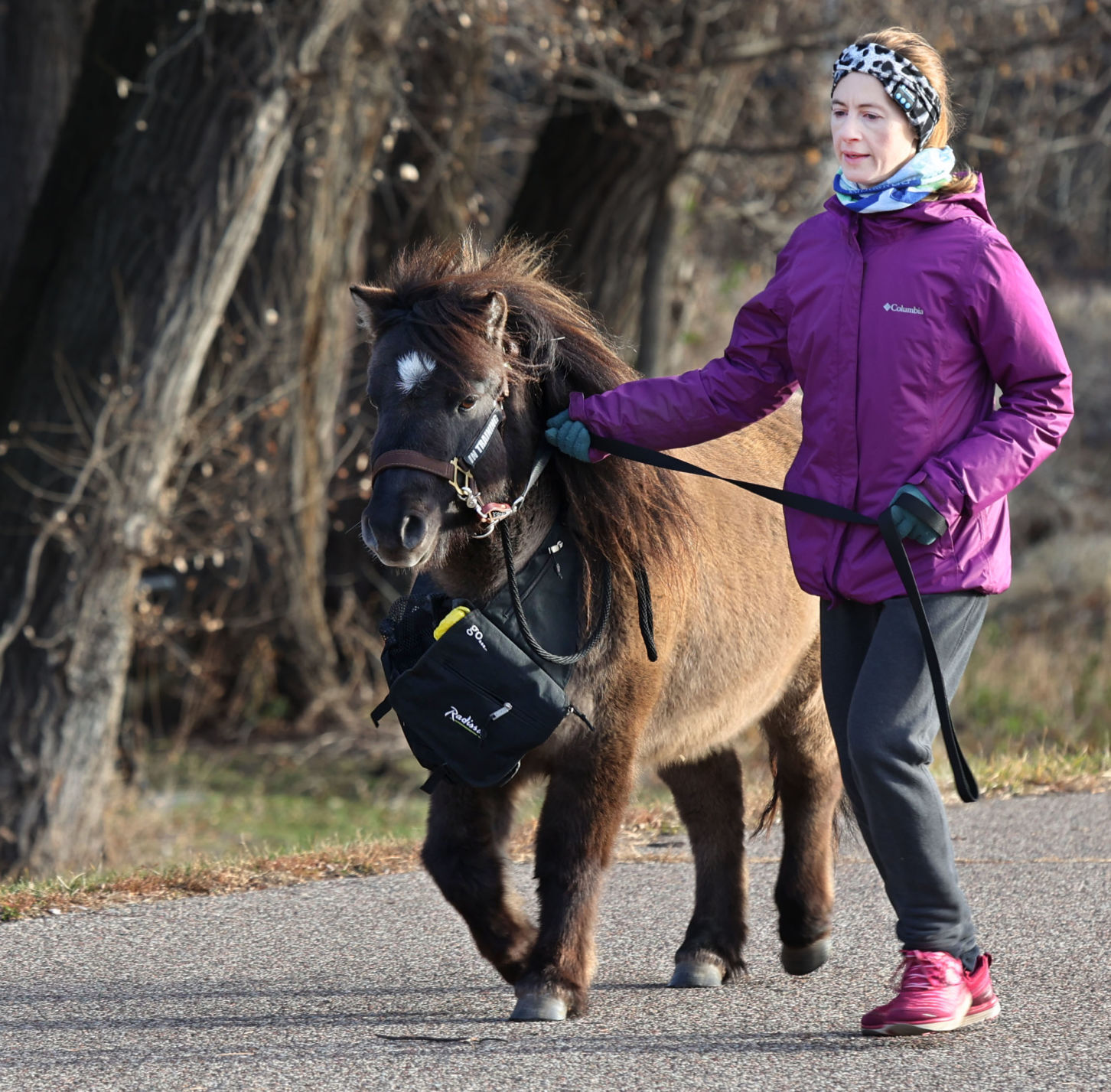 Therapy Horse